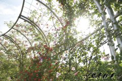 バラの描くサークル