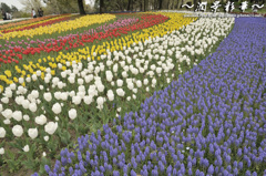 カラフル・アートライン