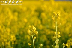 キイロイセカイ