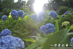 葵に注ぐ陽
