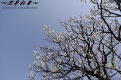 青空へ向かって