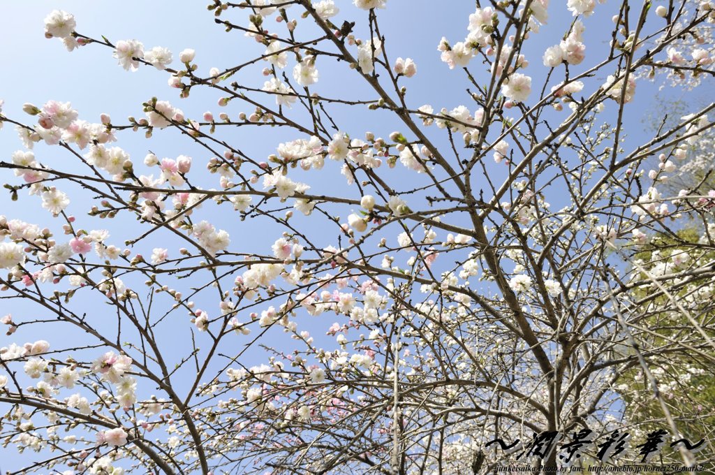 八重咲きの日に