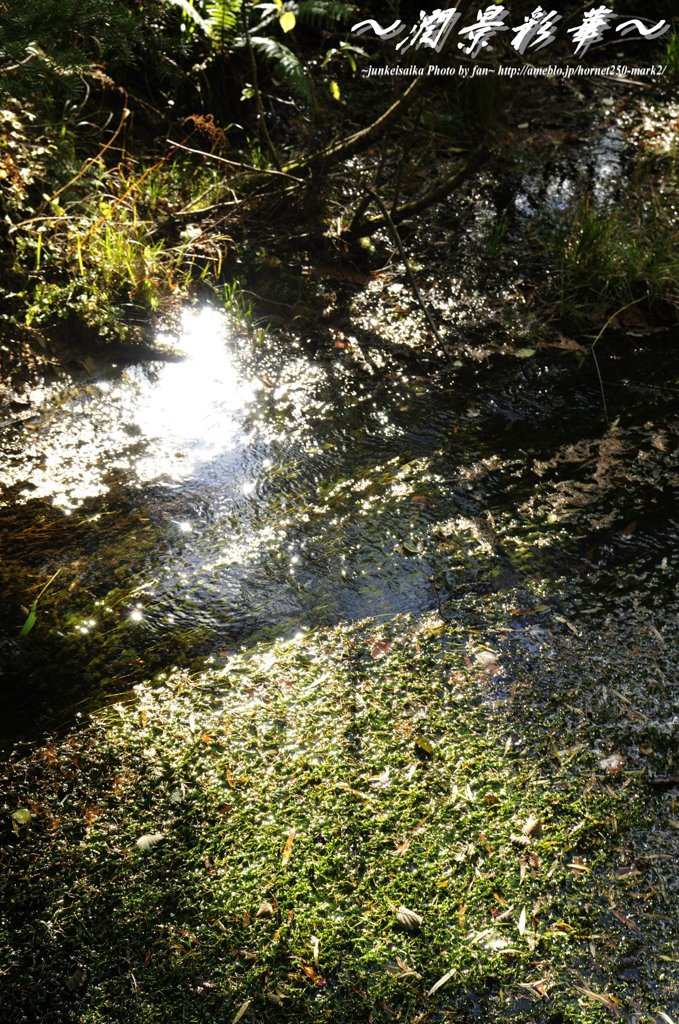 ミドリ・ヒカル