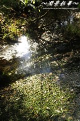 ミドリ・ヒカル