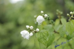 雨のさわやか