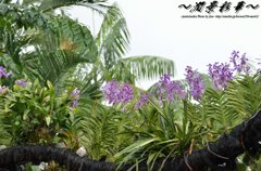 スコールの淡紫