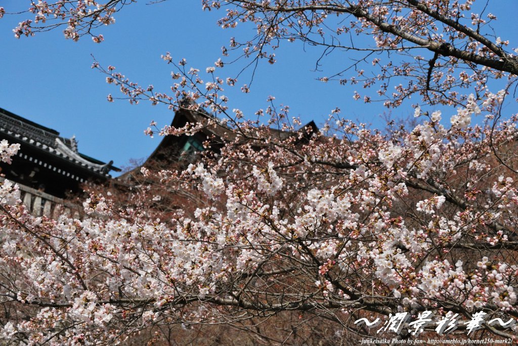 桜あふれる舞台