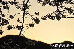 黄昏カルテット