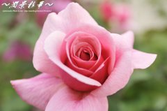 ロールズ・エンド