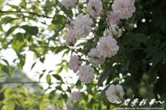 まるで八重桜のように