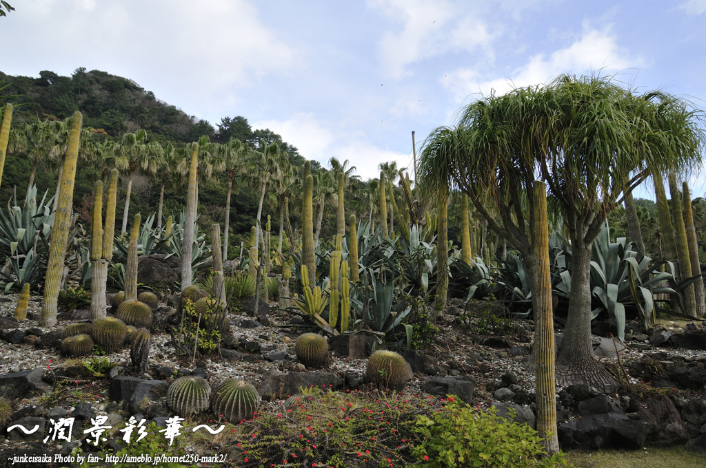 トロピカルな正月から