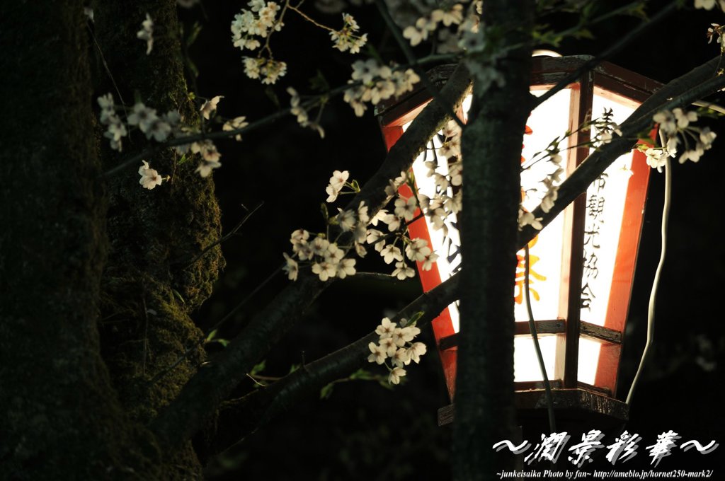 灯火桜