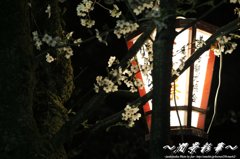 灯火桜
