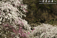 ハナモモの渓から