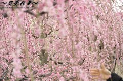 枝垂れ滝に手を差し伸べて