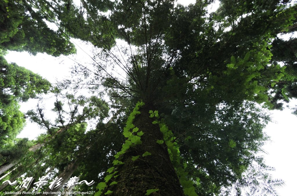 伝って、広がる