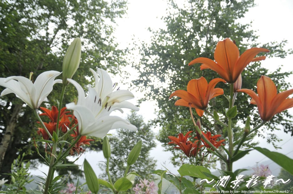 木漏れ日に咲いて