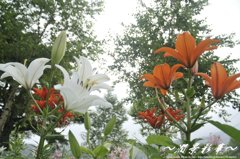 木漏れ日に咲いて