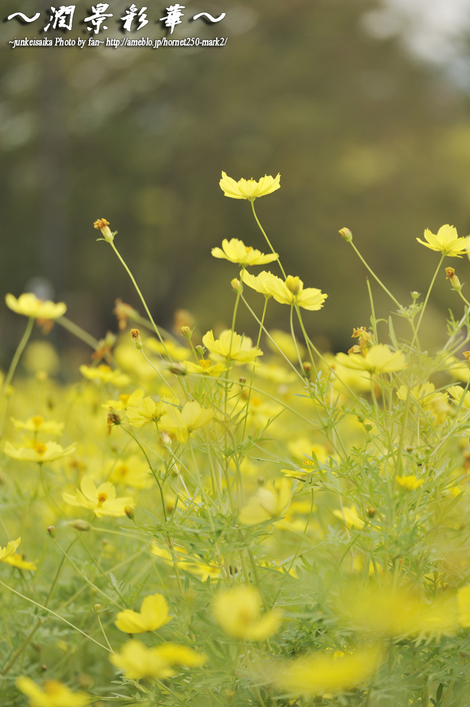 Yellow,Yellow