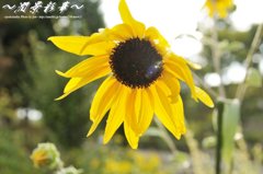 雨を越えたひまわり