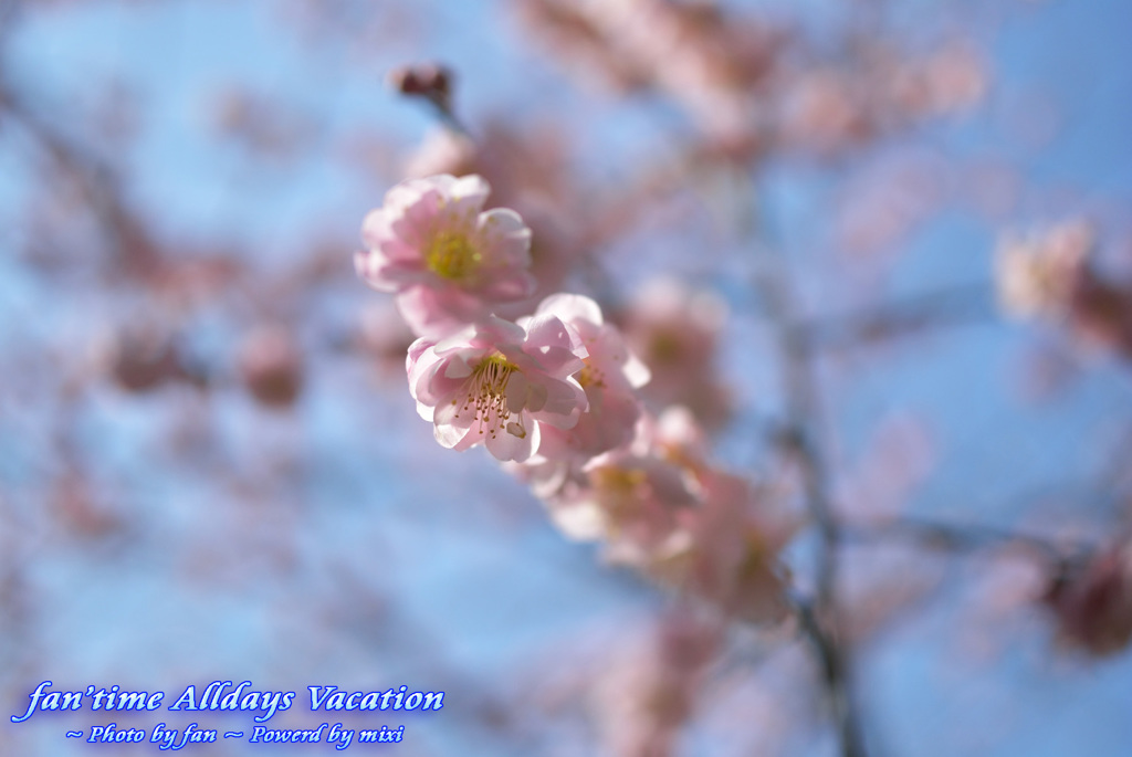 初春に梅林公園で、梅の開花を喜び