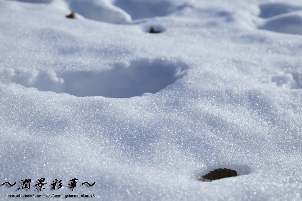 白銀に包まれていく