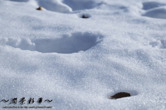 白銀に包まれていく