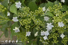 水色のブーケの花