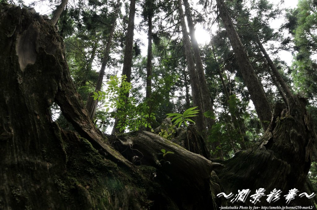 木に育つ新たな命を