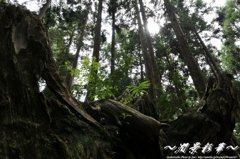 木に育つ新たな命を