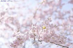 cherry 0409vol (3)