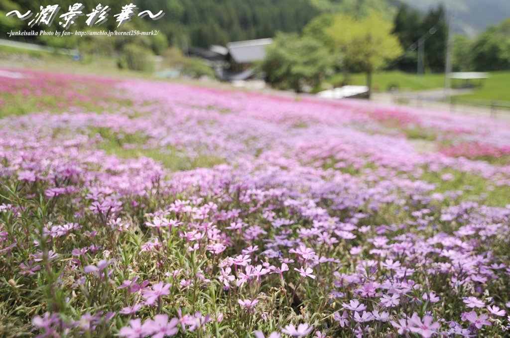 花のじゅうたん