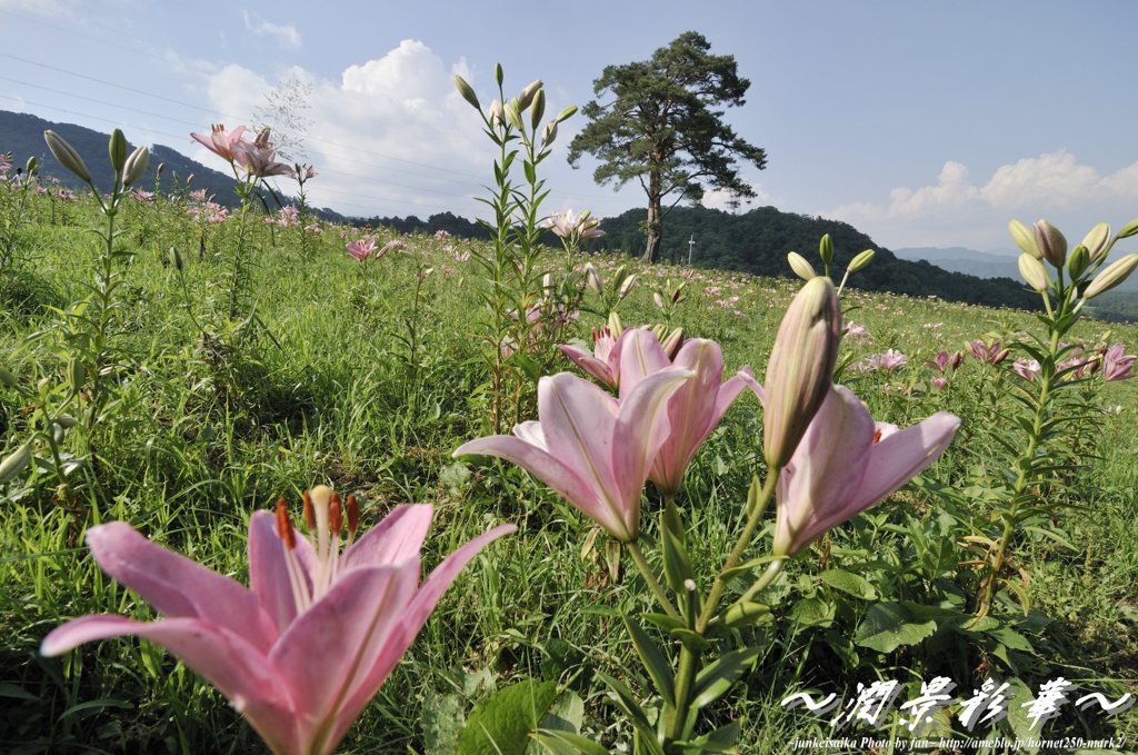 花々に包まれた木