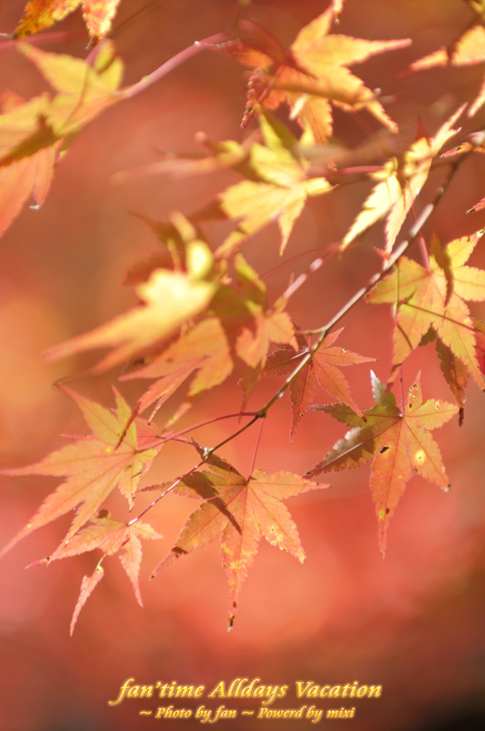 紅く萌ゆる季節に