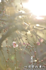 サン・シャインの雨
