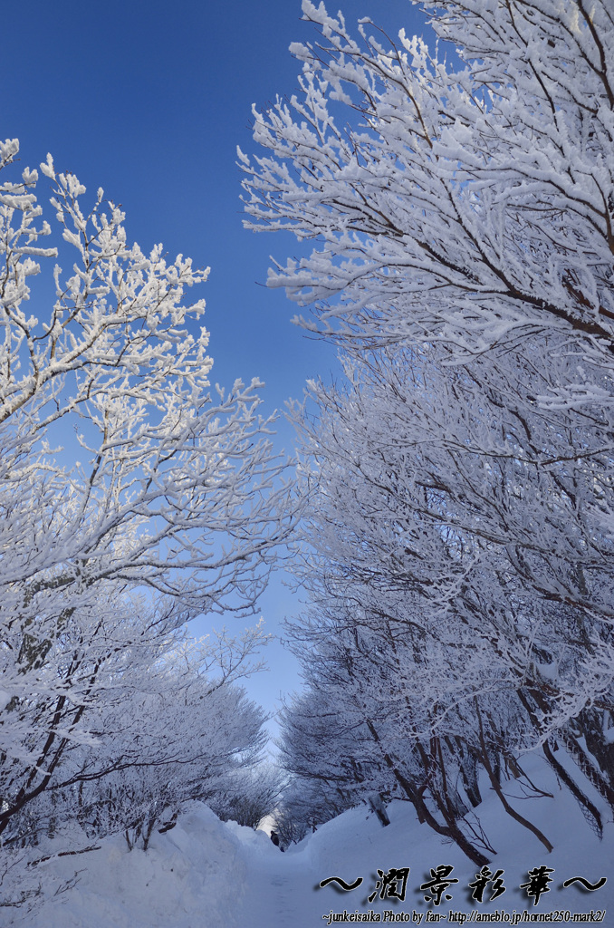 樹氷の路