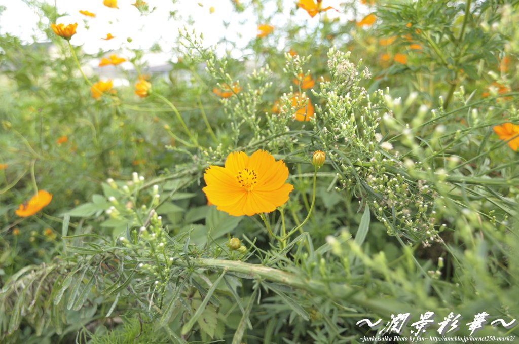 オレンジコスモス