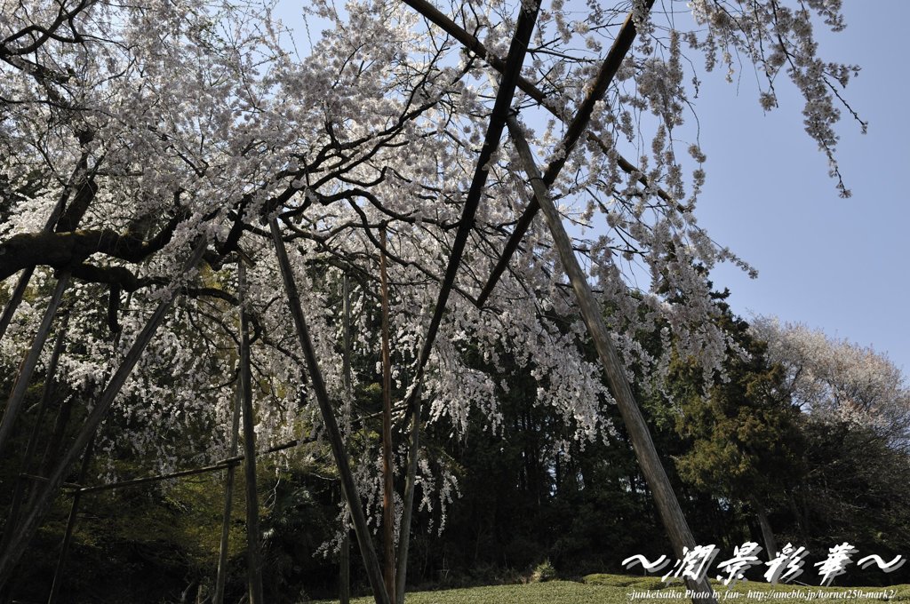 晴天の枝垂れに・・・