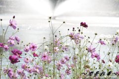 シャワーダンサー