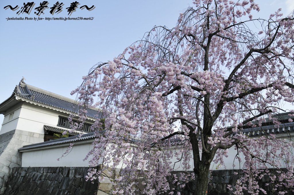 枝垂れ桜、門外にて