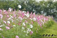 ゲレンデの踊り子達