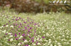 小さな花、小さな蝶