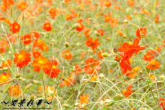 オレンジ色のコスモス