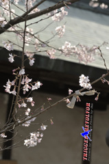 桜大吉