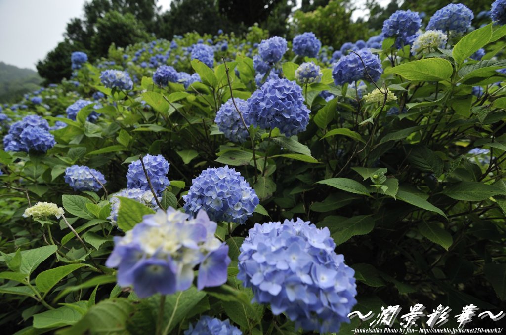 青き花一面に