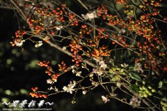 夕闇の南天と桜