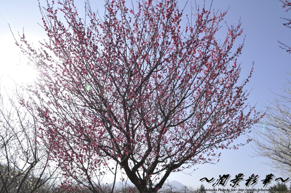 青空と太陽に咲く