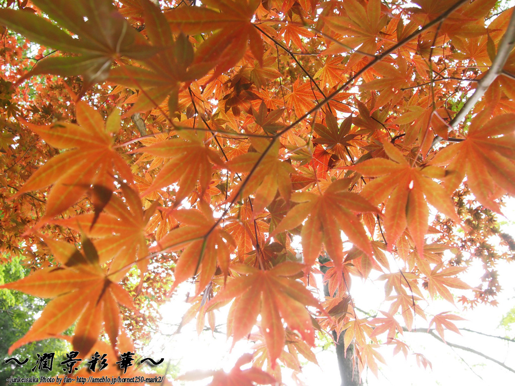 初夏の紅音