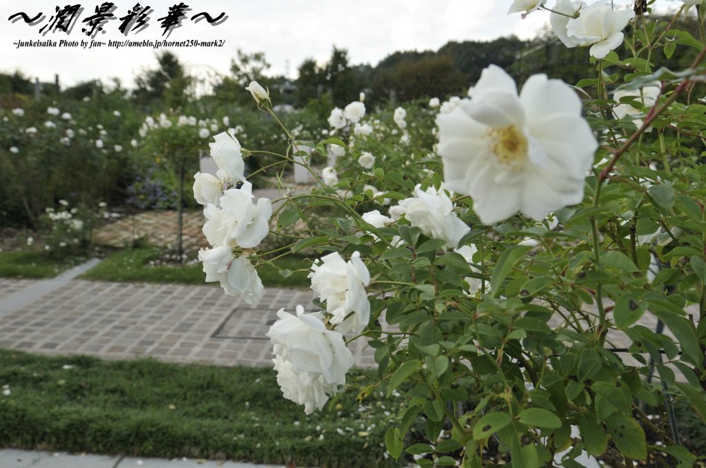 白いバラのGarden