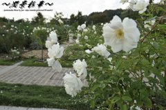 白いバラのGarden